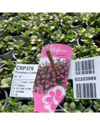 Portulaca Campino Twist Rose