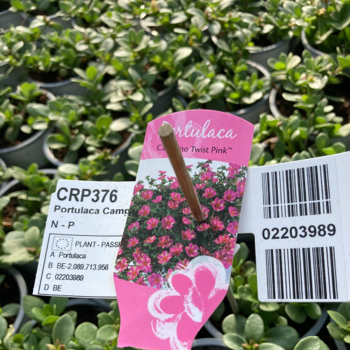 Portulaca Campino Twist Rose