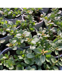 Portulaca Campino Twist Rose