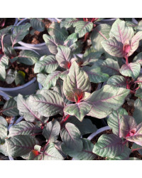 Fuchsia Garteinmeister Rouge