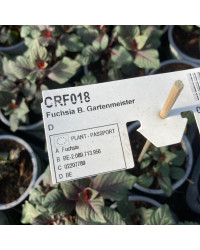Fuchsia Garteinmeister Rouge
