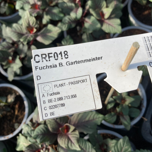 Fuchsia Garteinmeister Rouge