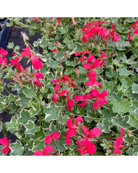 Géranium Lierre Evka Rouge