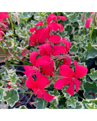 Géranium Lierre Evka Rouge