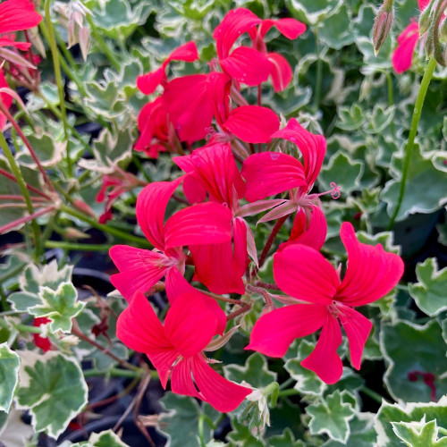 Géranium Lierre Evka Rouge