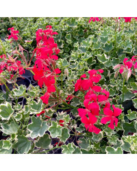 Géranium Lierre Evka Rouge