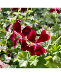 Géranium Lierre Simple Dark Foncé Rouge