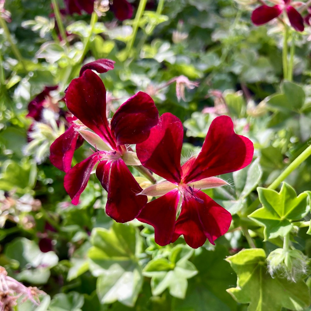 Géranium Lierre Simple Dark Foncé Rouge