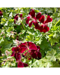 Géranium Lierre Simple Dark Foncé Rouge