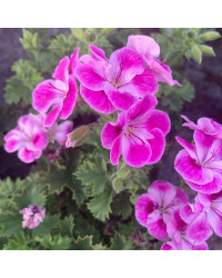 Pélargonium Pinkerbell Blanc Et Violet