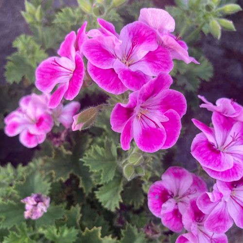 Pélargonium Pinkerbell Blanc Et Violet