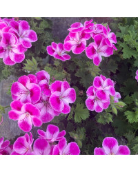 Pélargonium Pinkerbell Blanc Et Violet