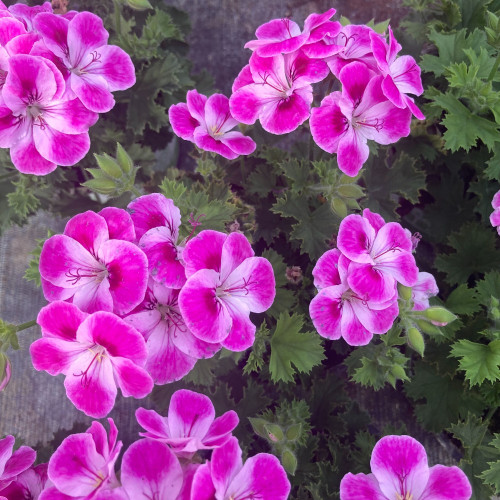 Pélargonium Pinkerbell Blanc Et Violet