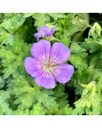 Géranium Vivace Azure Rush Bleu Ciel