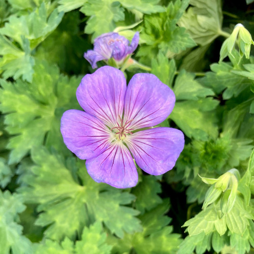 Géranium Vivace Azure Rush Bleu Ciel