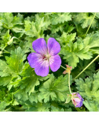 Géranium Vivace Azure Rush Bleu Ciel