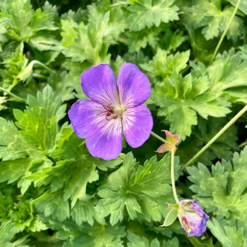 Géranium Vivace Azure Rush Bleu Ciel