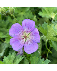 Géranium Vivace Azure Rush Bleu Ciel