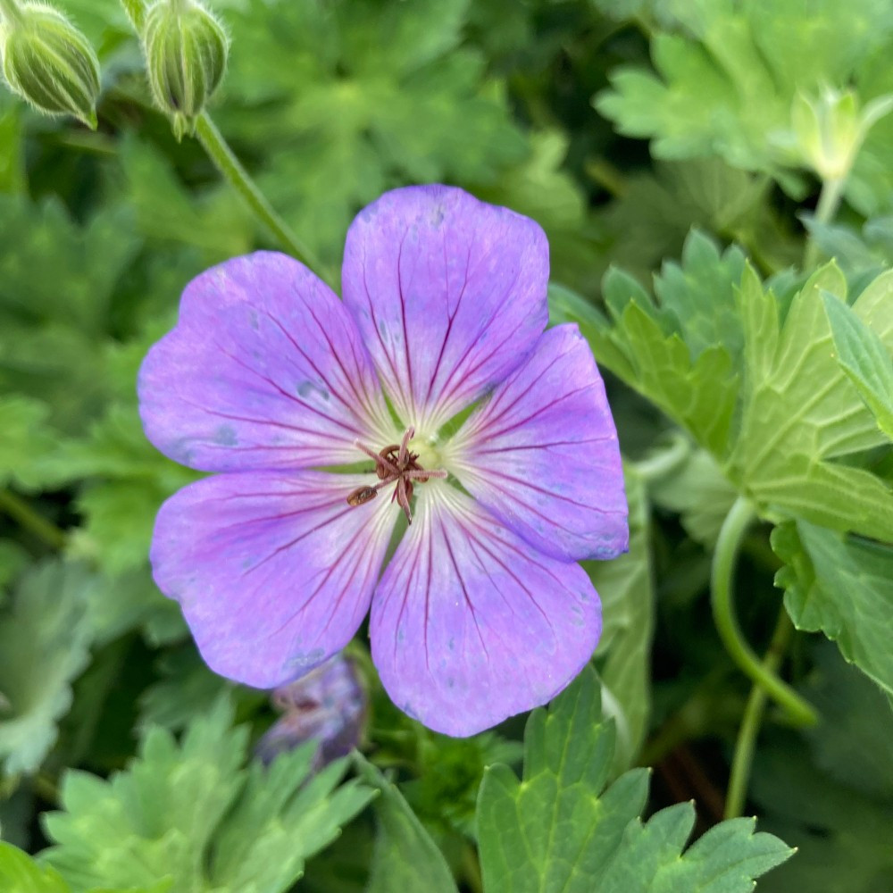 Géranium Vivace Azure Rush Bleu Ciel