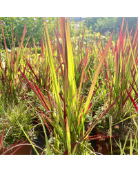 Imperata Red Baron Rouge