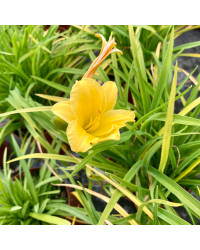 Hemerocalle Mini Stella Jaune