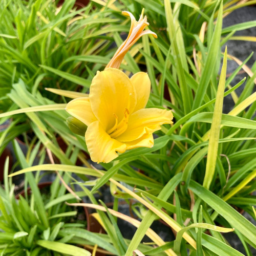 Hemerocalle Mini Stella Jaune