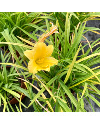 Hemerocalle Mini Stella Jaune
