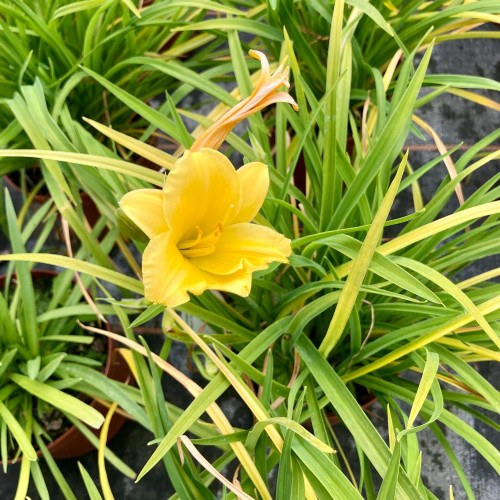 Hemerocalle Mini Stella Jaune