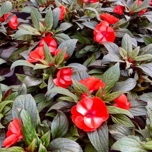 Impatiens Nouvelle Guinée Star Orange Et Blanc