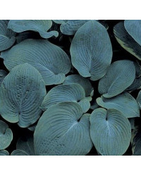 Hosta Sieboldiana Elegans