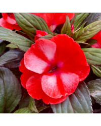 Impatiens Nouvelle Guinée Star Orange Et Blanc