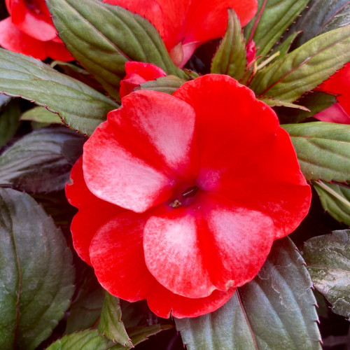 Impatiens Nouvelle Guinée Star Orange Et Blanc