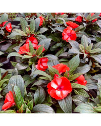 Impatiens Nouvelle Guinée Star Orange Et Blanc