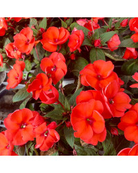 Impatiens Sunpatiens Scarlet Rouge