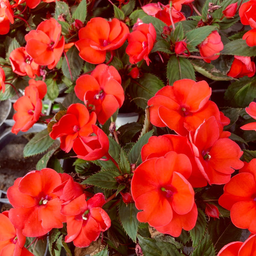 Impatiens Sunpatiens Scarlet Rouge