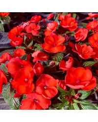 Impatiens Sunpatiens Scarlet Rouge