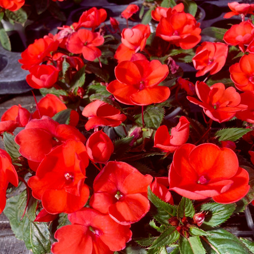 Impatiens Sunpatiens Scarlet Rouge