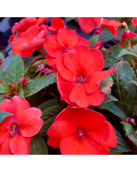 Impatiens Sunpatiens Scarlet Rouge