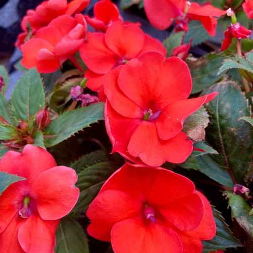 Impatiens Sunpatiens Scarlet Rouge