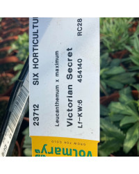 Leucanthemum Maximum Victorian Secret Blanc
