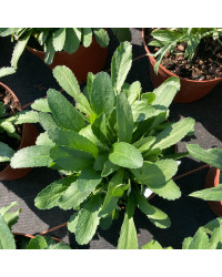 Leucanthemum Maximum Victorian Secret Blanc