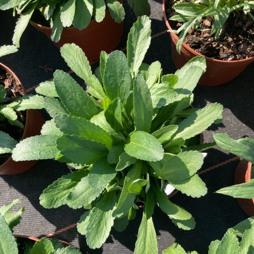 Leucanthemum Maximum Victorian Secret Blanc