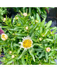 Leucanthemum Maximum Madona Blanc
