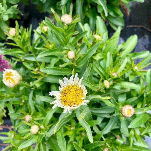 Leucanthemum Maximum Madona Blanc