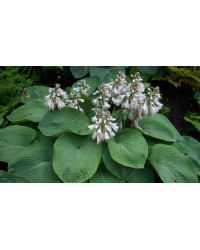 Hosta Sieboldiana Elegans