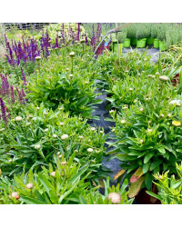 Leucanthemum Maximum Madona Blanc