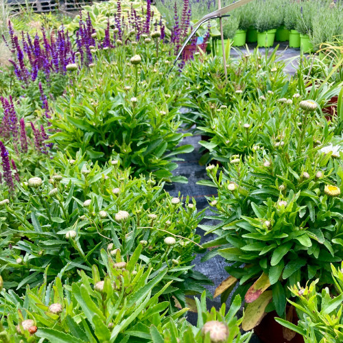 Leucanthemum Maximum Madona Blanc