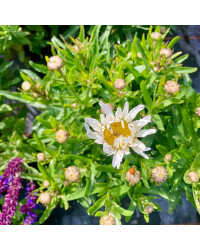 Leucanthemum Maximum Madona Blanc