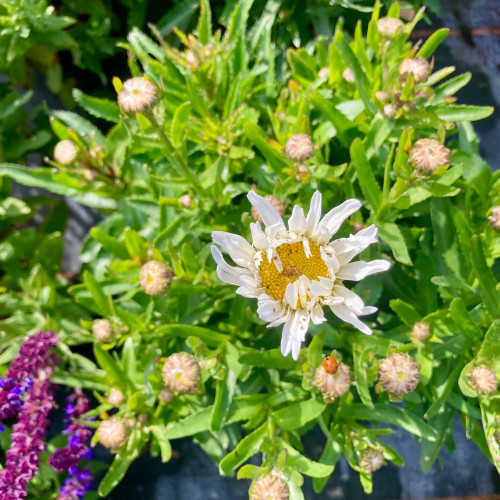 Leucanthemum Maximum Madona Blanc
