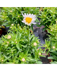 Leucanthemum Maximum Madona Blanc